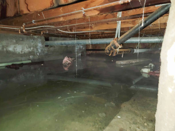 Best Professional water damage repair  in Warrior, AL