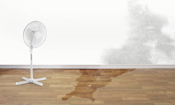 Best Water damage restoration near me  in Warrior, AL
